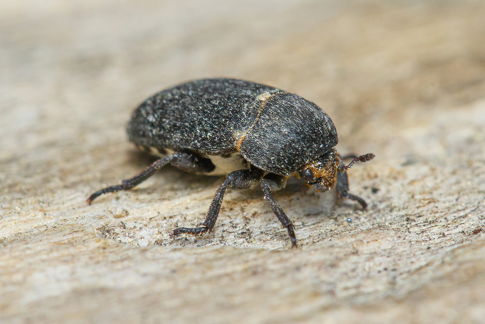 Dermestes laniarius - gyászos porva
