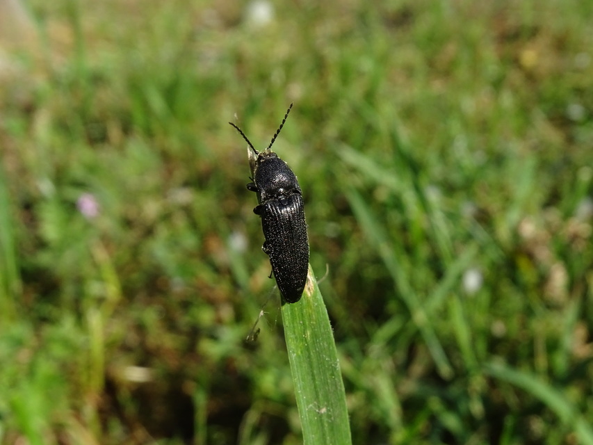 Melanotus