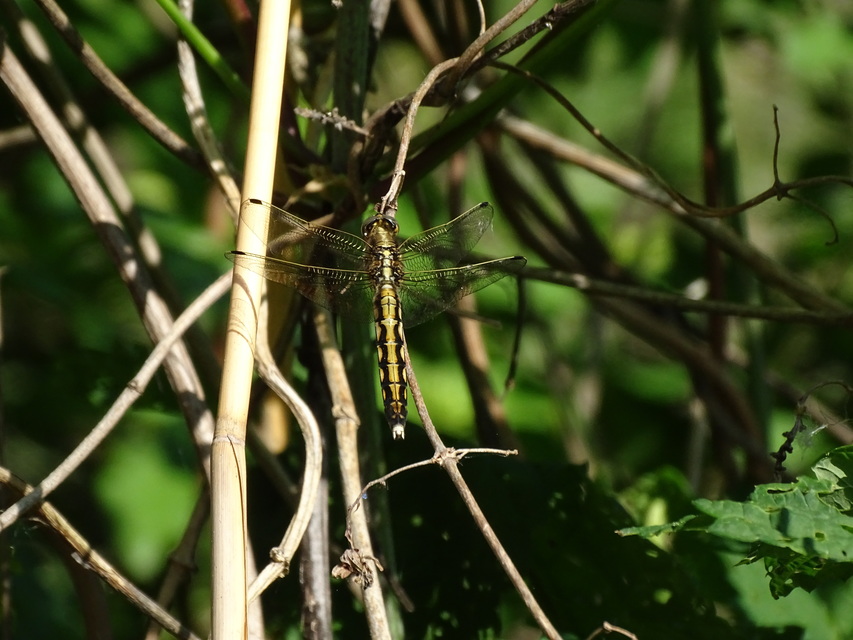 Orthetrum albistylum - fehérfarkú pásztorszitakötő