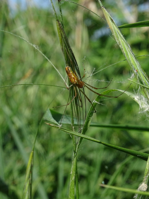 Tetragnatha