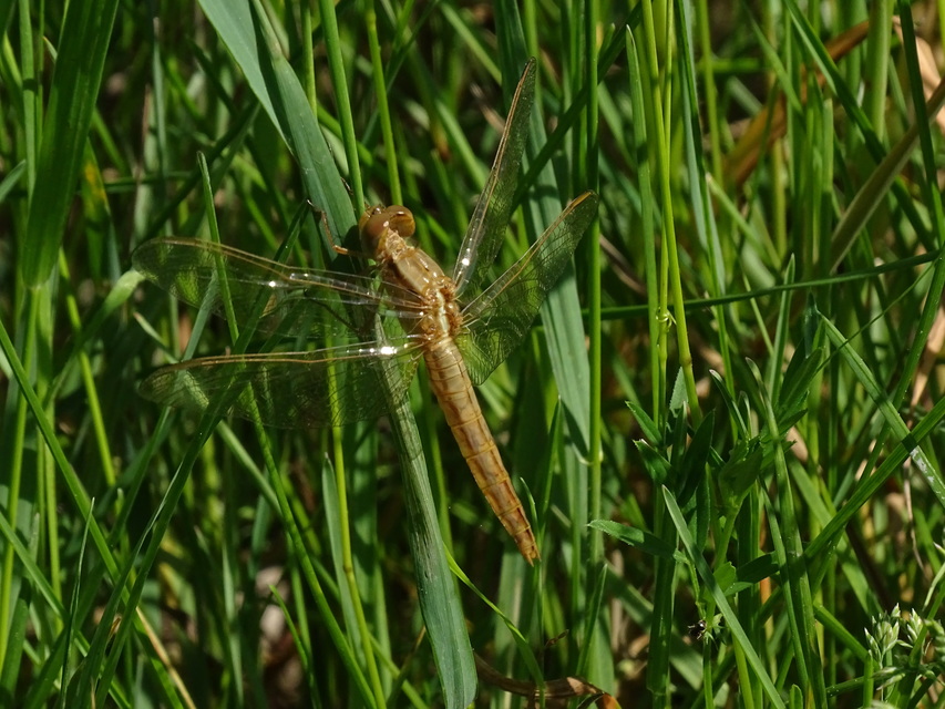 Crocothemis erythraea - skarlát szitakötő