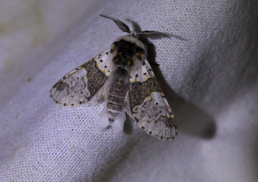 Furcula bicuspis - apáca-púposszövő