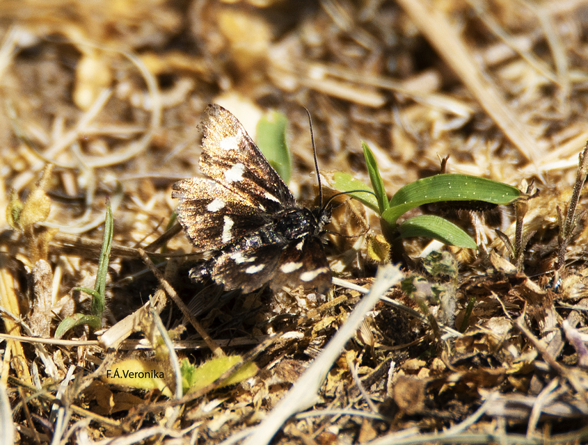 Eurrhypis pollinalis - galajszövő kormosmoly