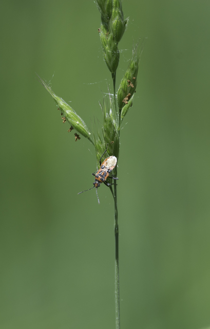 Corizus hyoscyami - piros karimáspoloska