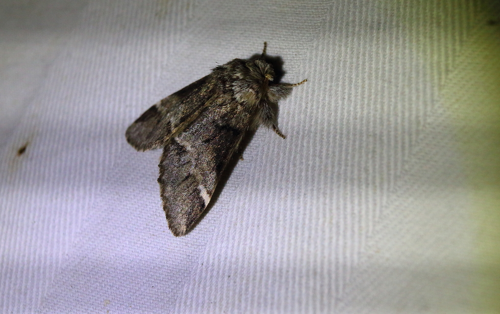 Drymonia dodonea - bélyeges púposszövő