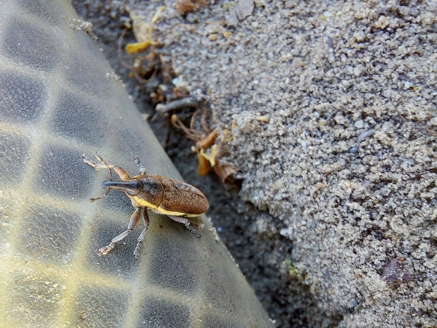 Lixus ochraceus - retek-dudvabarkó