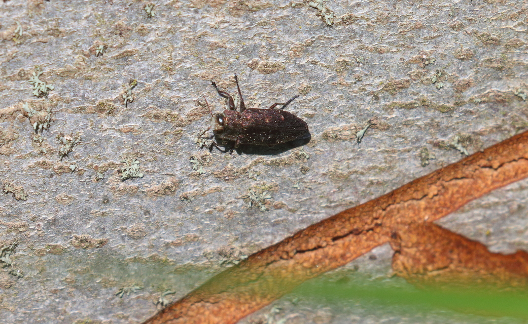 Chrysobothris affinis - aranypettyes díszbogár