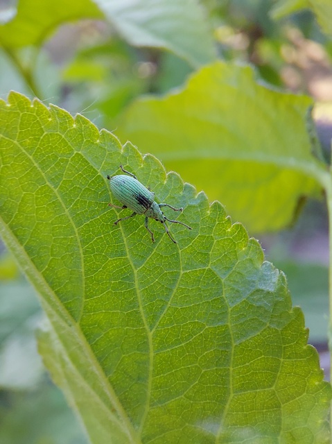Phyllobius virideaeris - halványzöld levélormányos