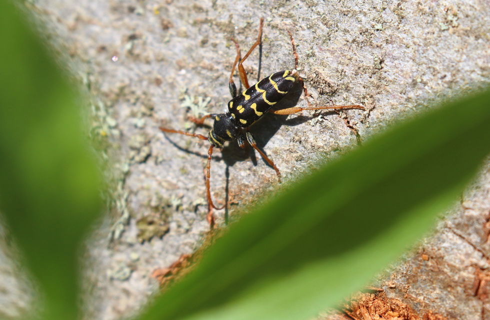 Plagionotus arcuatus - bársonyos darázscincér