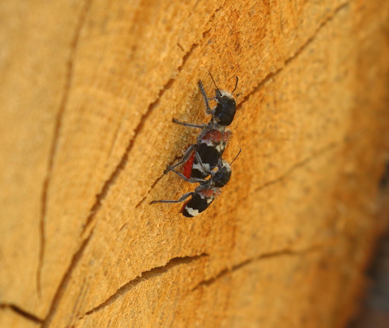 Clerus mutillarius - feketenyakú szúfarkas
