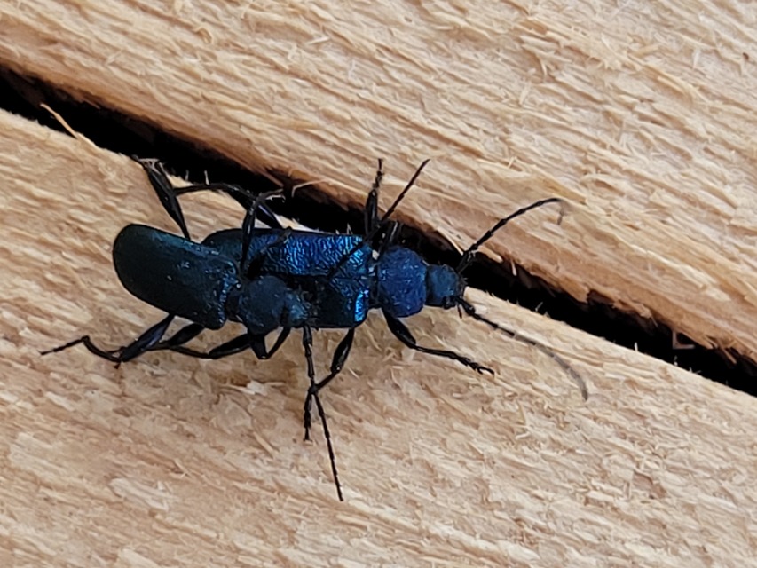 Callidium violaceum - kék korongcincér