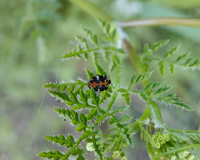 Anthrenus scrophulariae - nagy múzeumbogár