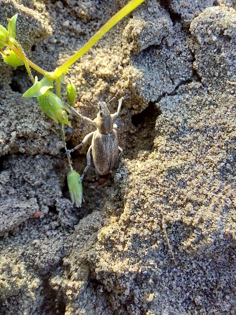 Tanymecus palliatus - közönséges hegyesfarúbarkó