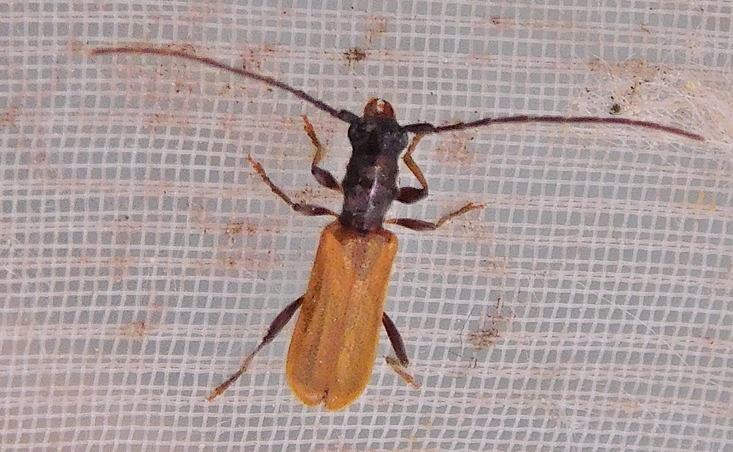 Stenhomalus bicolor - kétszínű hengercincér