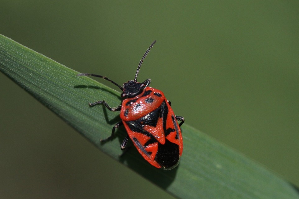 Heteroptera - Poloskák