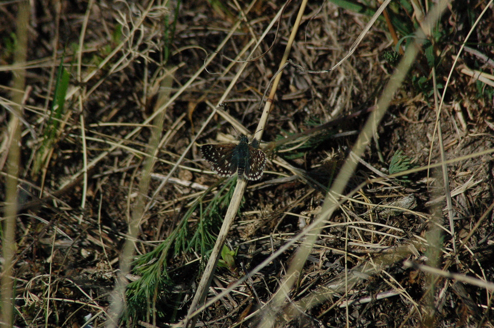 Spialia orbifer - törpe busalepke