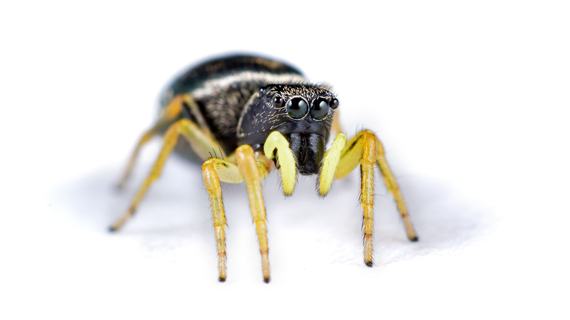 Heliophanus