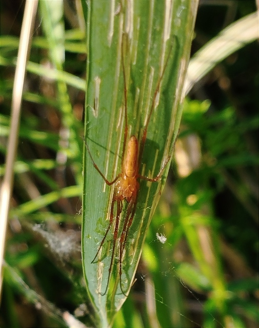 Tetragnatha