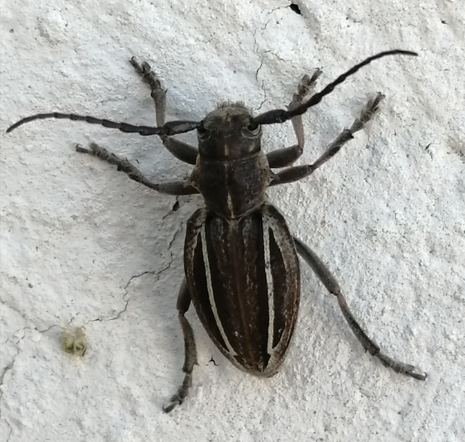 Neodorcadion bilineatum - kétsávos földicincér
