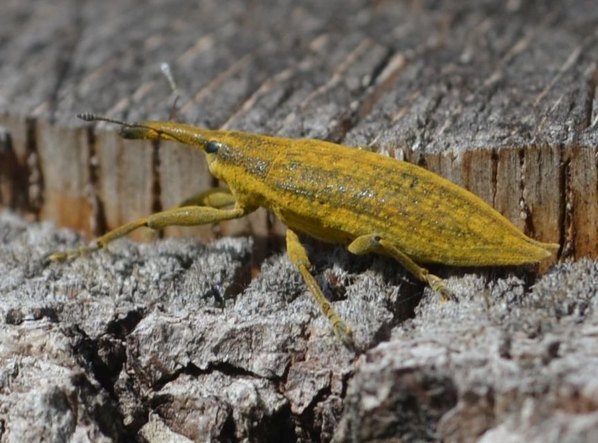 Lixus iridis - bürökfúró dudvabarkó