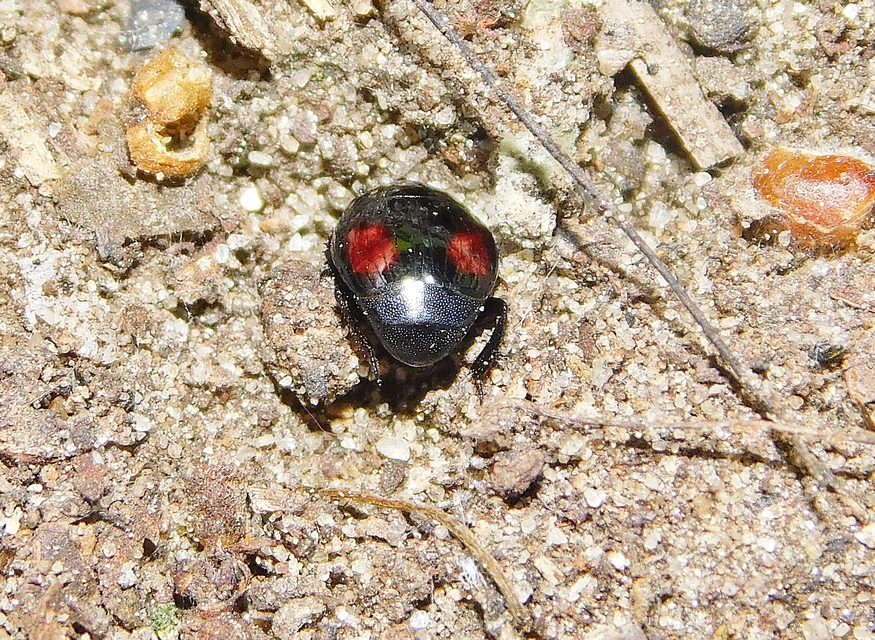 Margarinotus purpurascens - vöröslő sutabogár