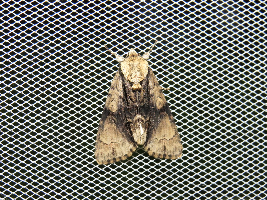 Acronicta alni - éger-szigonyosbagoly