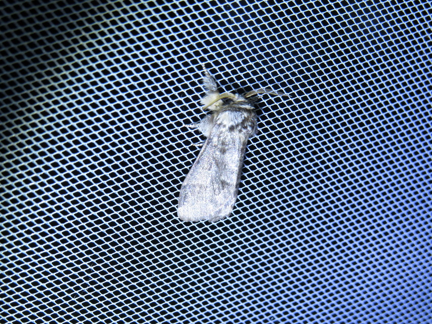 Drymonia dodonea - bélyeges púposszövő