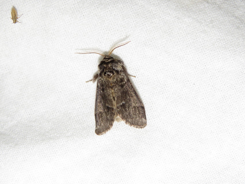 Drymonia dodonea - bélyeges púposszövő