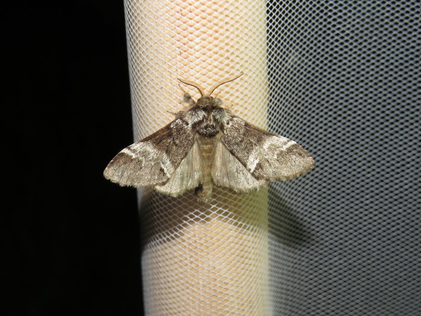 Drymonia dodonea - bélyeges púposszövő