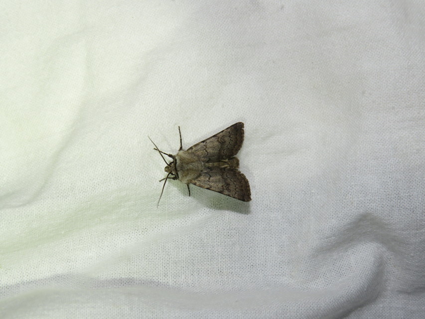 Agrotis cinerea - szürkés földibagoly