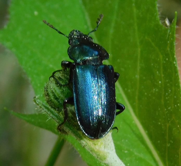 Platycerus caraboides - kis fémesszarvasbogár