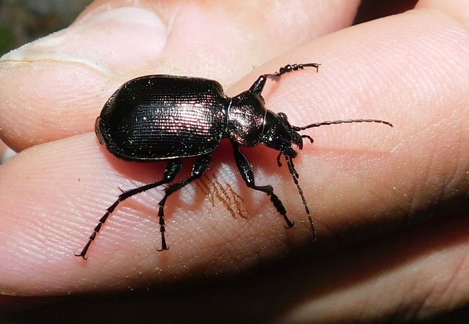 Calosoma inquisitor - kis bábrabló