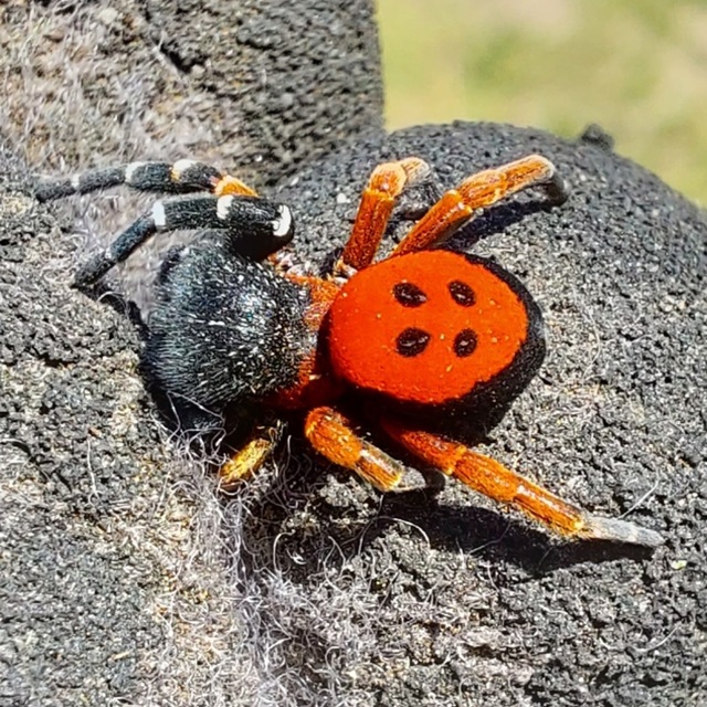 Eresus Eresus