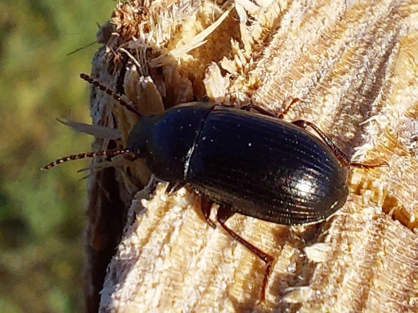 Nalassus dermestoides - rövidszárnyú gyászbogár