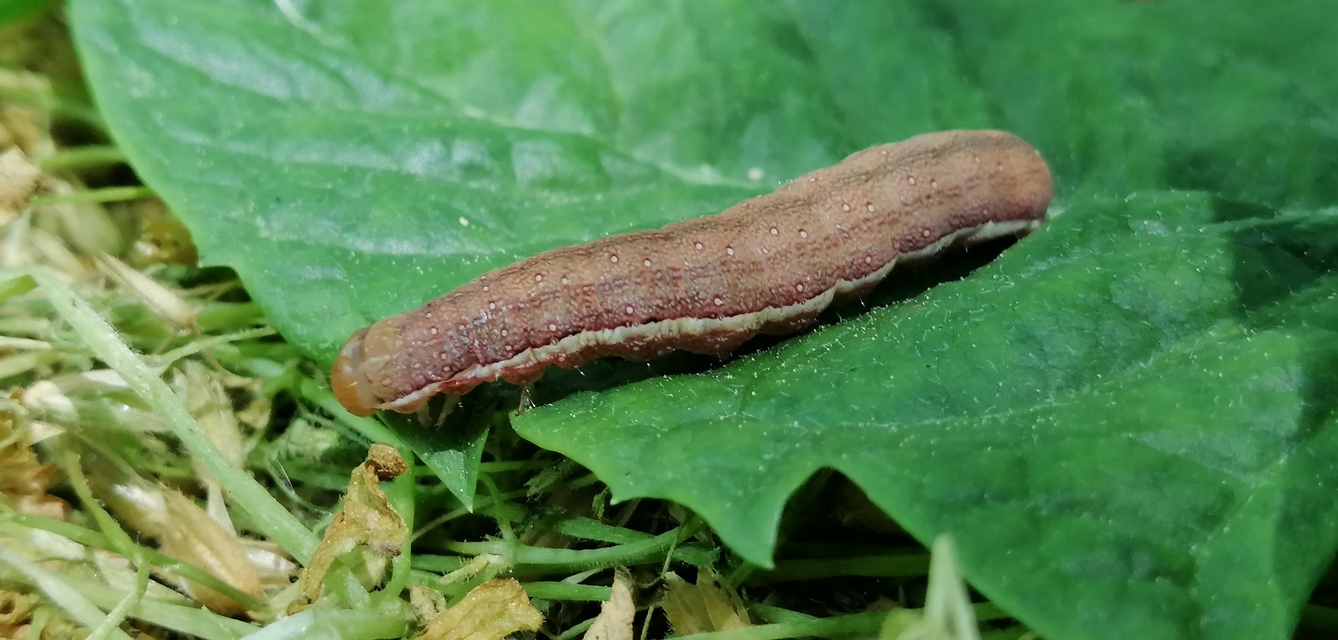 Anchoscelis litura - tarka őszibagoly