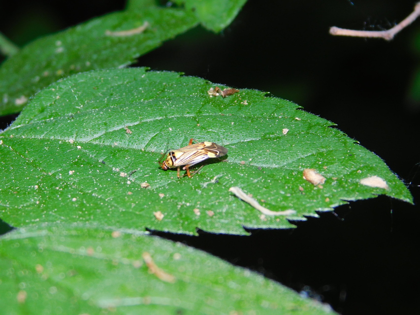 Rhabdomiris striatellus - zebra-mezeipoloska
