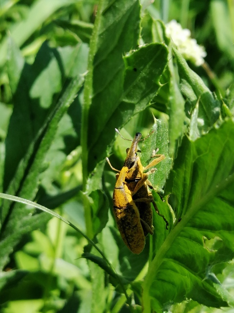 Lixus pulverulentus - mályvafúró dudvabarkó