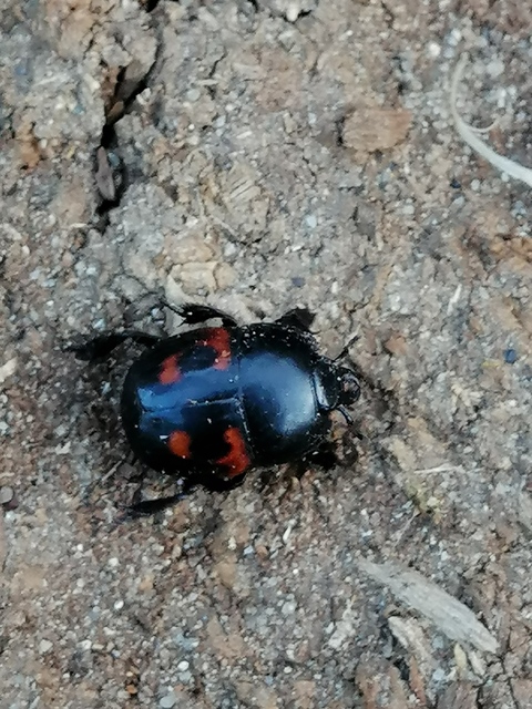 Hister quadrimaculatus - közönséges sutabogár