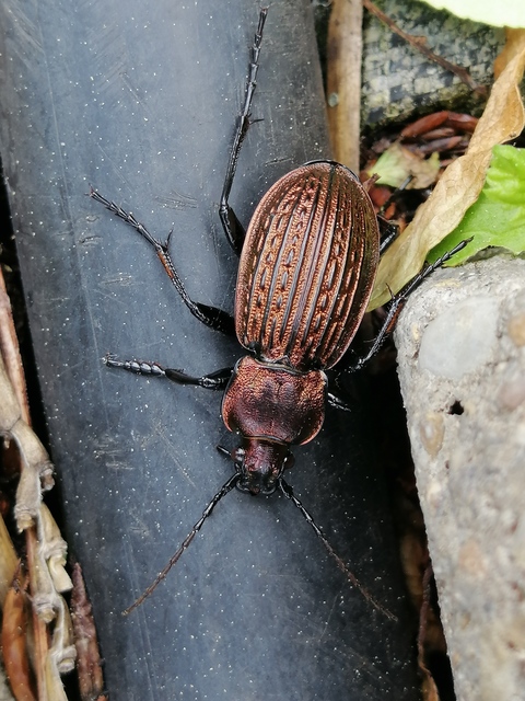 Carabus ulrichii - rezes futrinka Carabus ulrichii - rezes futrinka