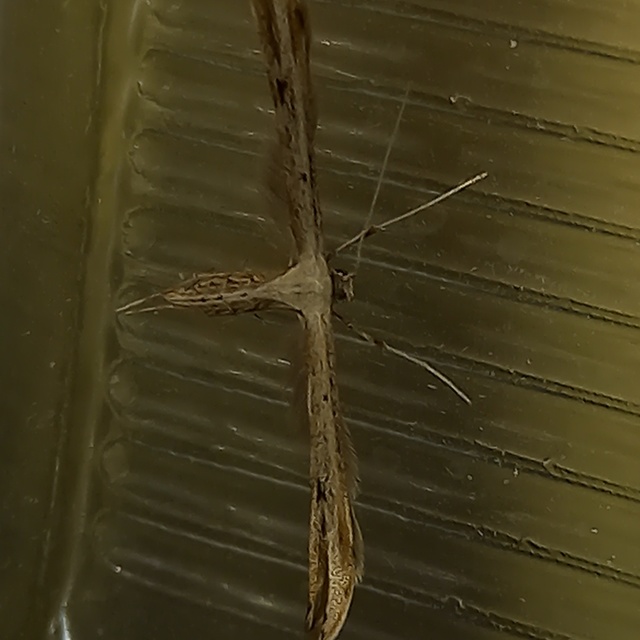 Emmelina monodactyla/argoteles