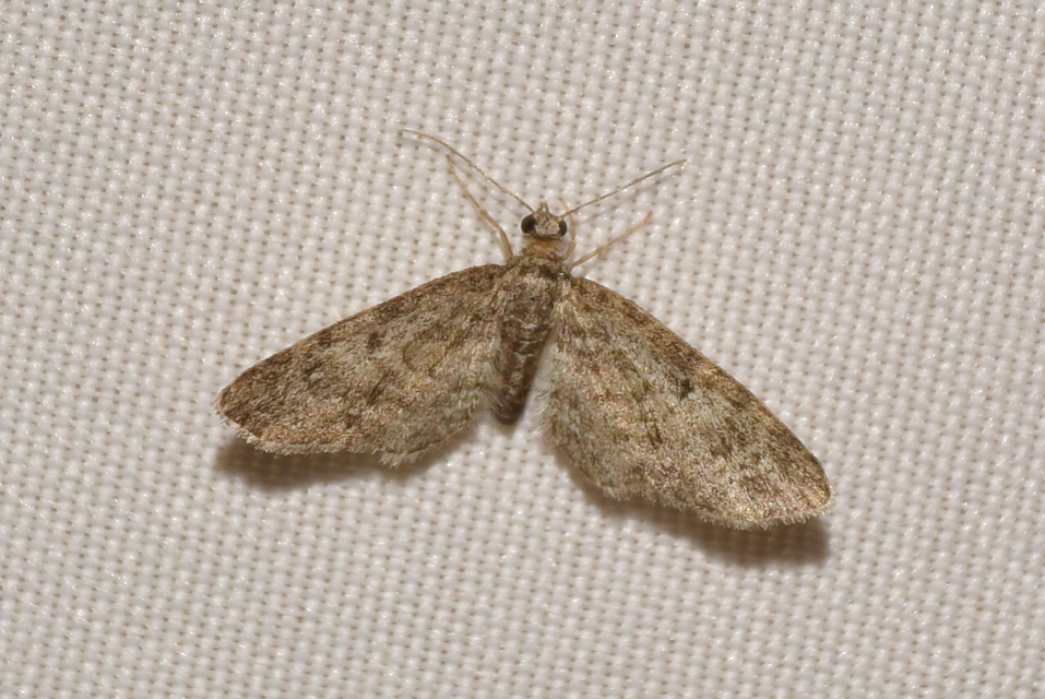 Eupithecia virgaureata - aranyvessző-törpearaszoló