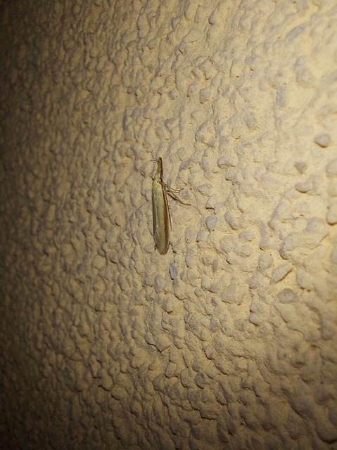 Pleurota