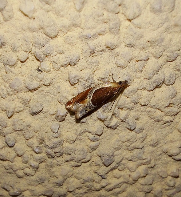 Ancylis unculana - szedersodró horgasmoly