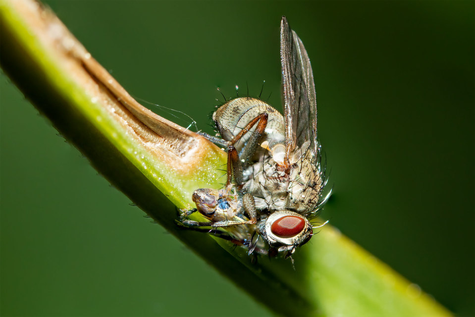 Coenosia tigrina