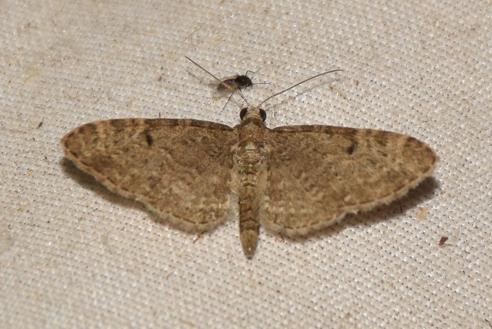 Eupithecia virgaureata - aranyvessző-törpearaszoló