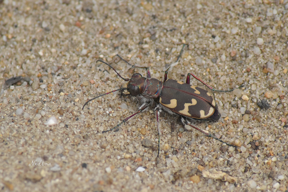 Cicindela hybrida - öves homokfutrinka