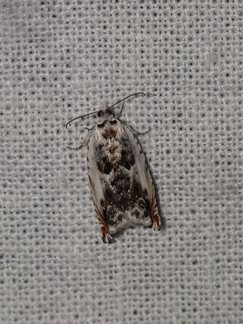 Ancylis laetana - fehér horgasmoly