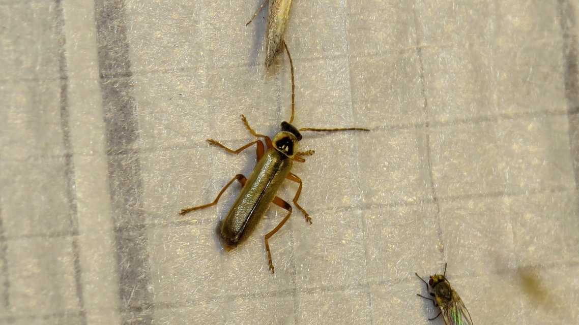 Metacantharis clypeata - tavaszi lágybogár