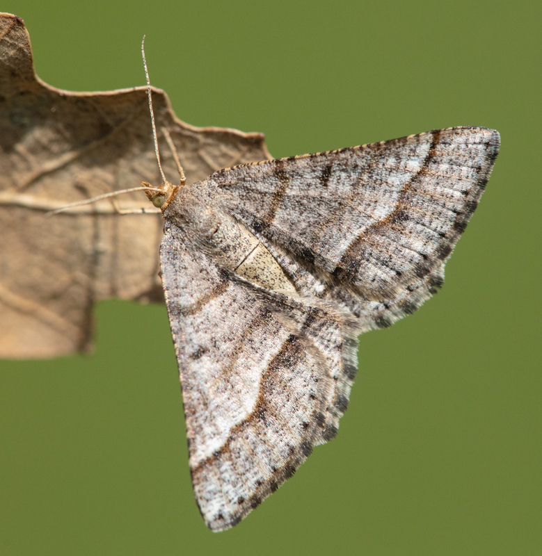 Tephrina murinaria - egérszínű araszoló