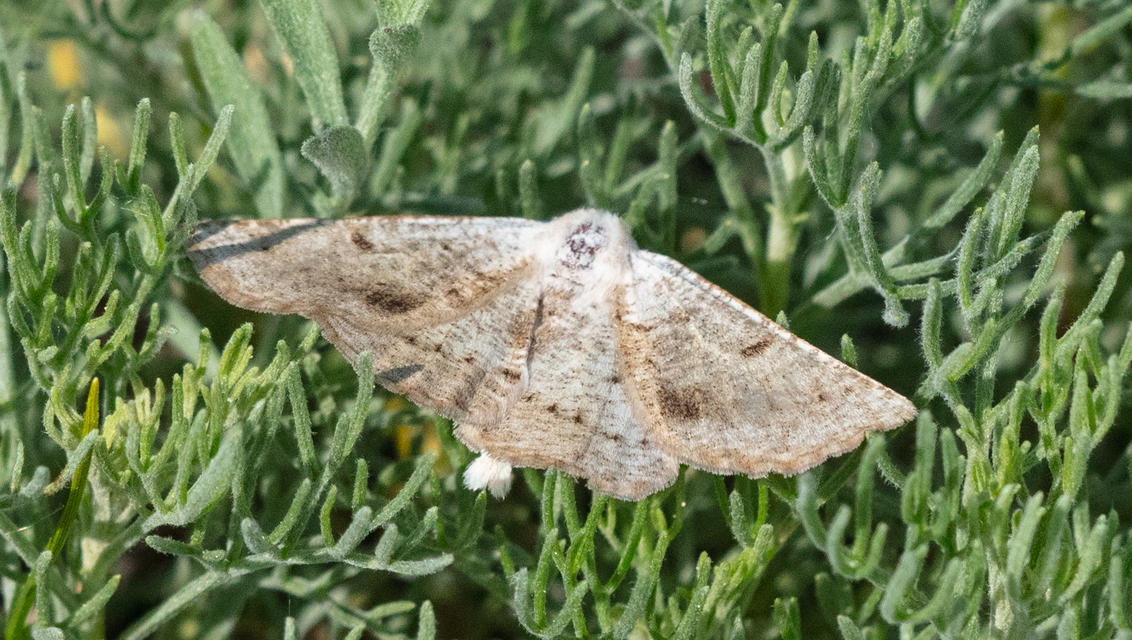 Dyscia conspersaria - sziklaüröm-araszoló